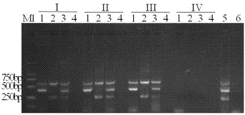 Primers and method for directly and simultaneously detecting Meloidogyne and Rotylenchulus reniformis in soil