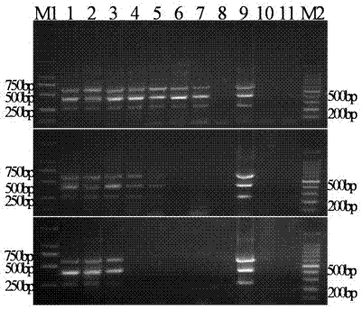 Primers and method for directly and simultaneously detecting Meloidogyne and Rotylenchulus reniformis in soil