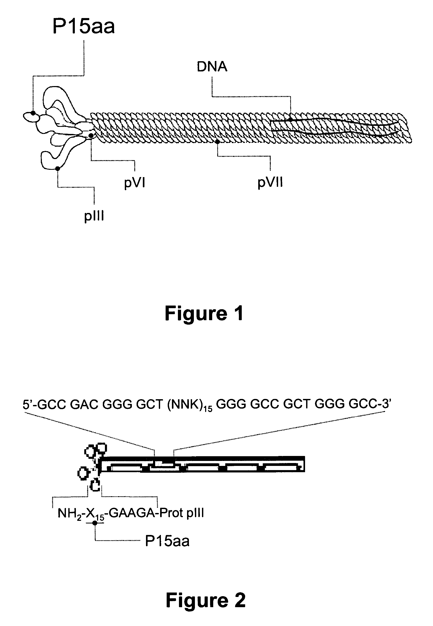 Peptides with the capacity to bind to transforming growth factor β1 (TGF-β1)