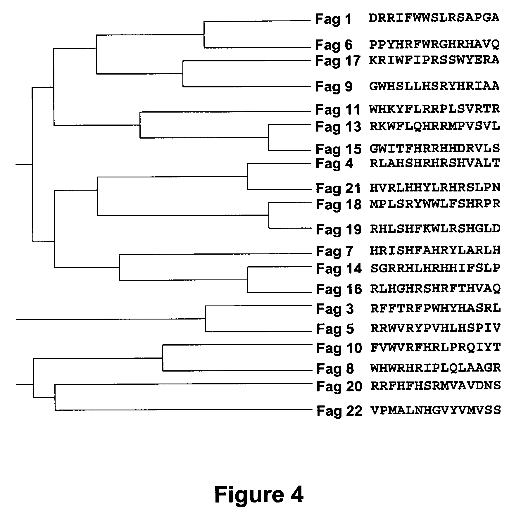 Peptides with the capacity to bind to transforming growth factor β1 (TGF-β1)