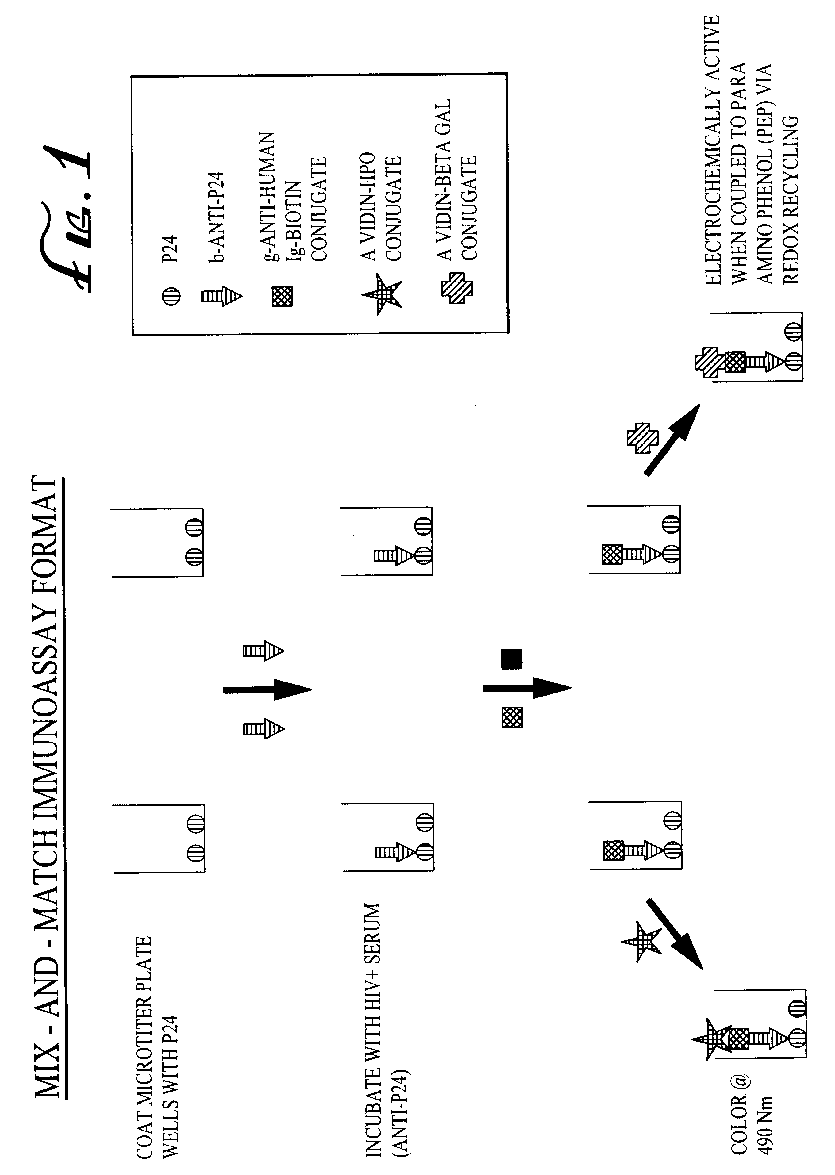 Electrochemical reporter system for detecting analytical immunoassay and molecular biology procedures