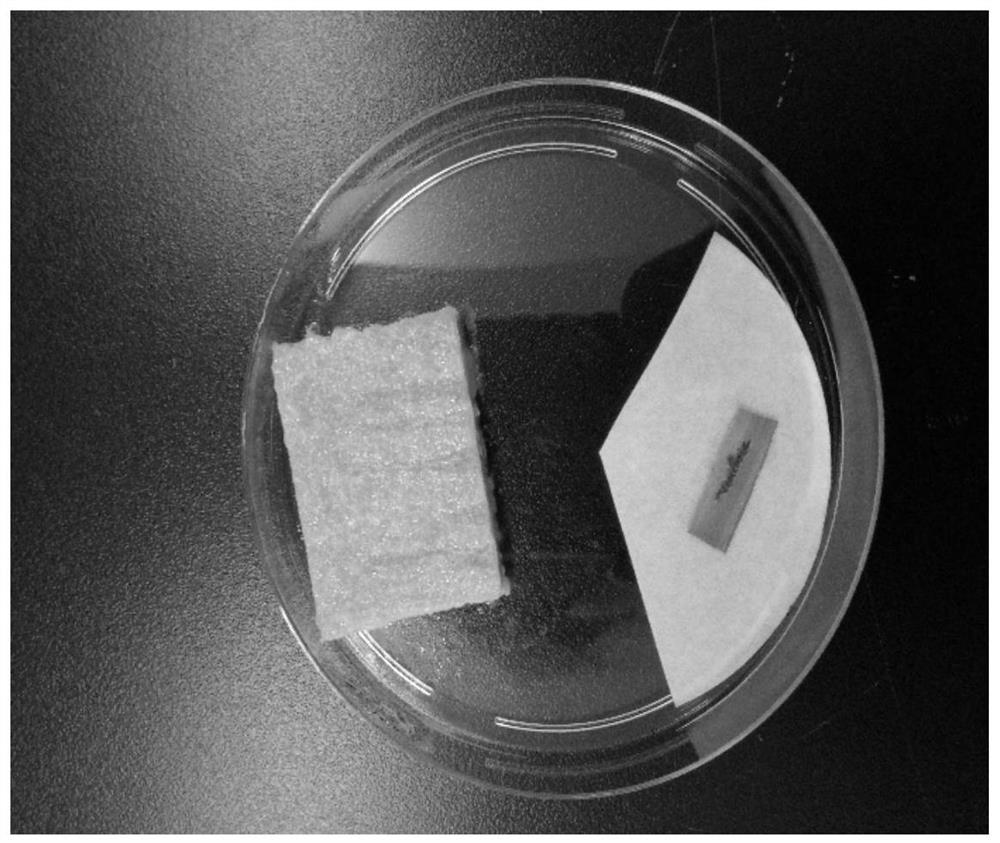 Method for feeding Chilo sacchariphagus Bjojer or Chilo infuscatellus Snellen indoors