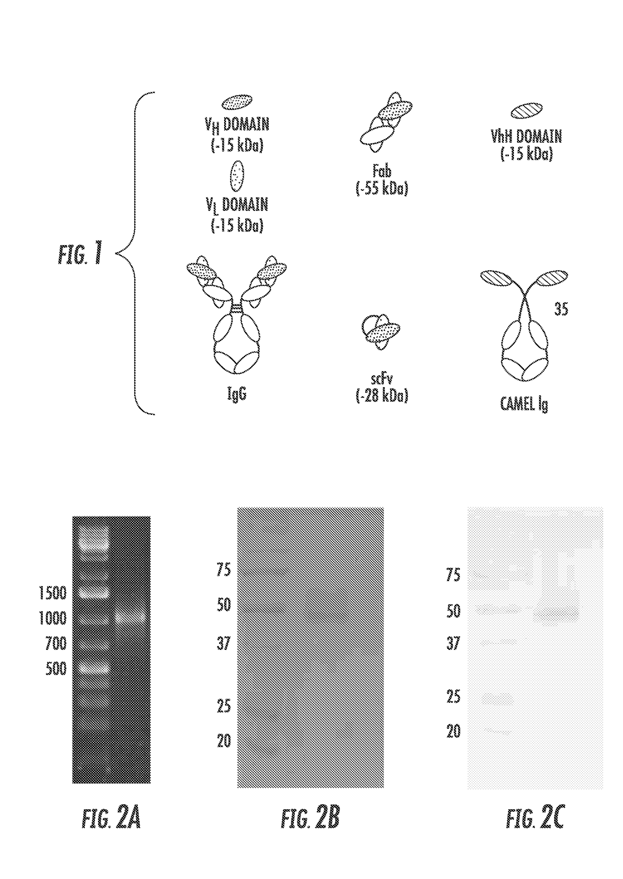 Antimicrobial compositions comprising single domain antibodies and pseudomonas exotoxin