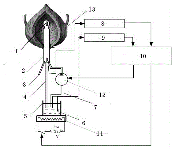 Noninvasive bladder tumor thermotherapy system