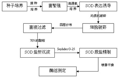 Preparation method of superoxide dismutase