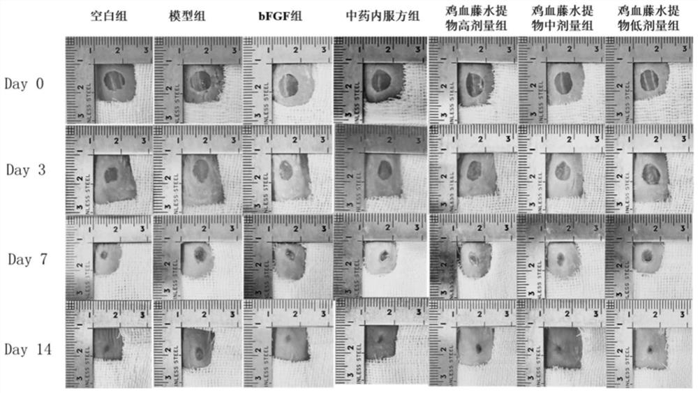 The application and oral preparation of the water extract of Spatholobus Spatholobus and traditional Chinese medicine composition for the treatment of chronic skin ulcer