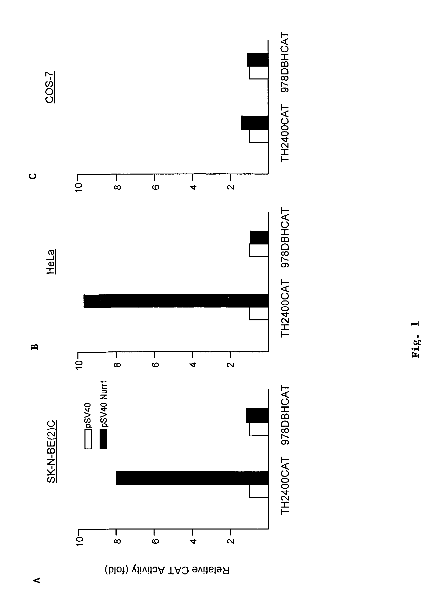 Multimerized enhancer domains for cell-specific expression