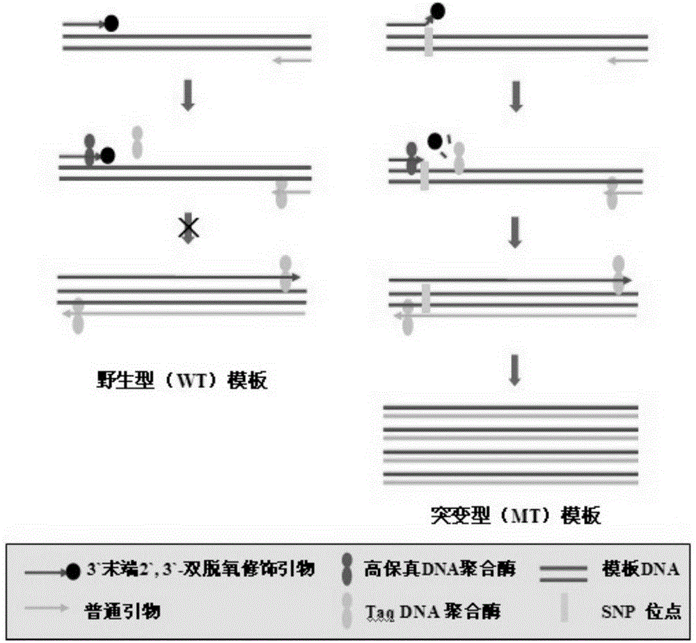 Rapid sensitive breast cancer susceptibility gene SNP detection method based on PCR primer 3' terminal nucleotide dideoxy modification