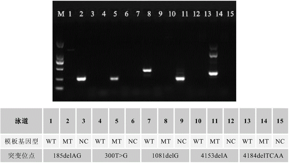 Rapid sensitive breast cancer susceptibility gene SNP detection method based on PCR primer 3' terminal nucleotide dideoxy modification