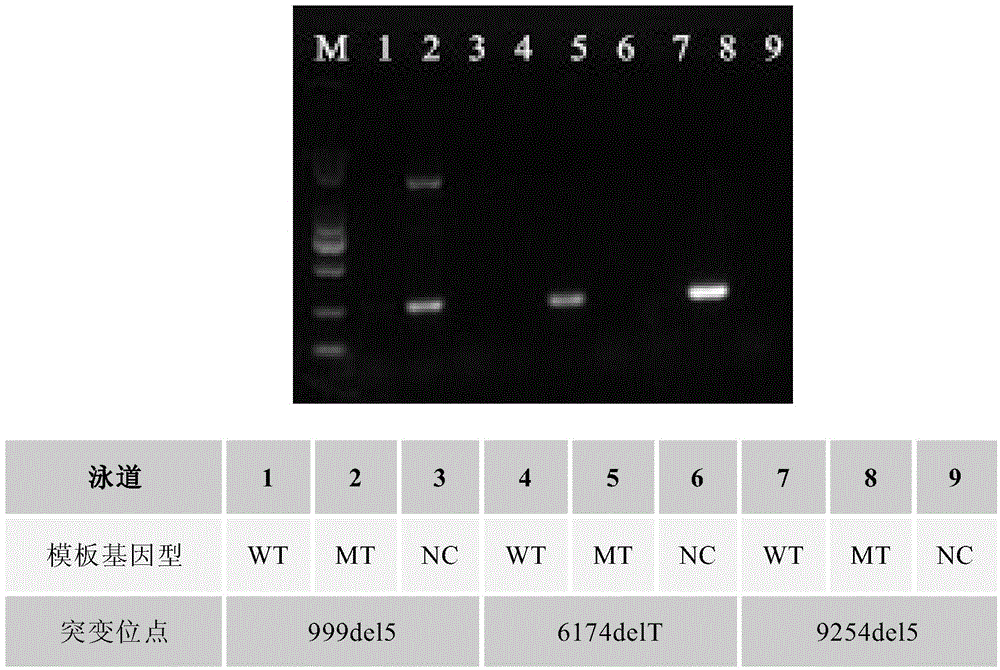 Rapid sensitive breast cancer susceptibility gene SNP detection method based on PCR primer 3' terminal nucleotide dideoxy modification