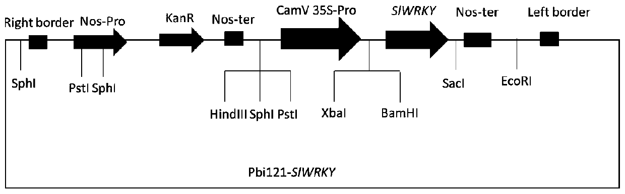 Sedum lineare salt-tolerant gene SlWRKY and application thereof