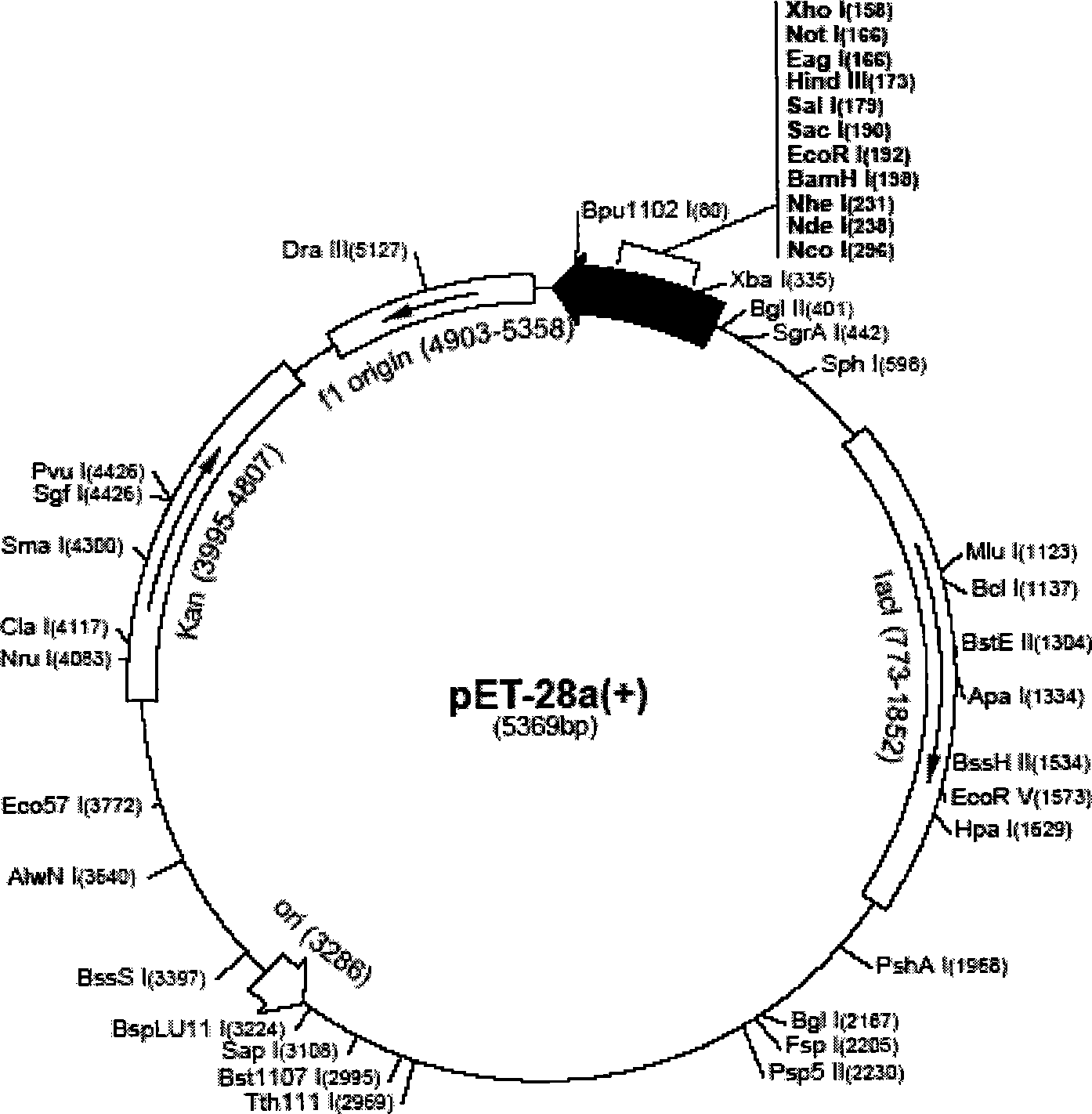 Double-plasmid expression system capable of producing virus-like particles containing large segments of RNA