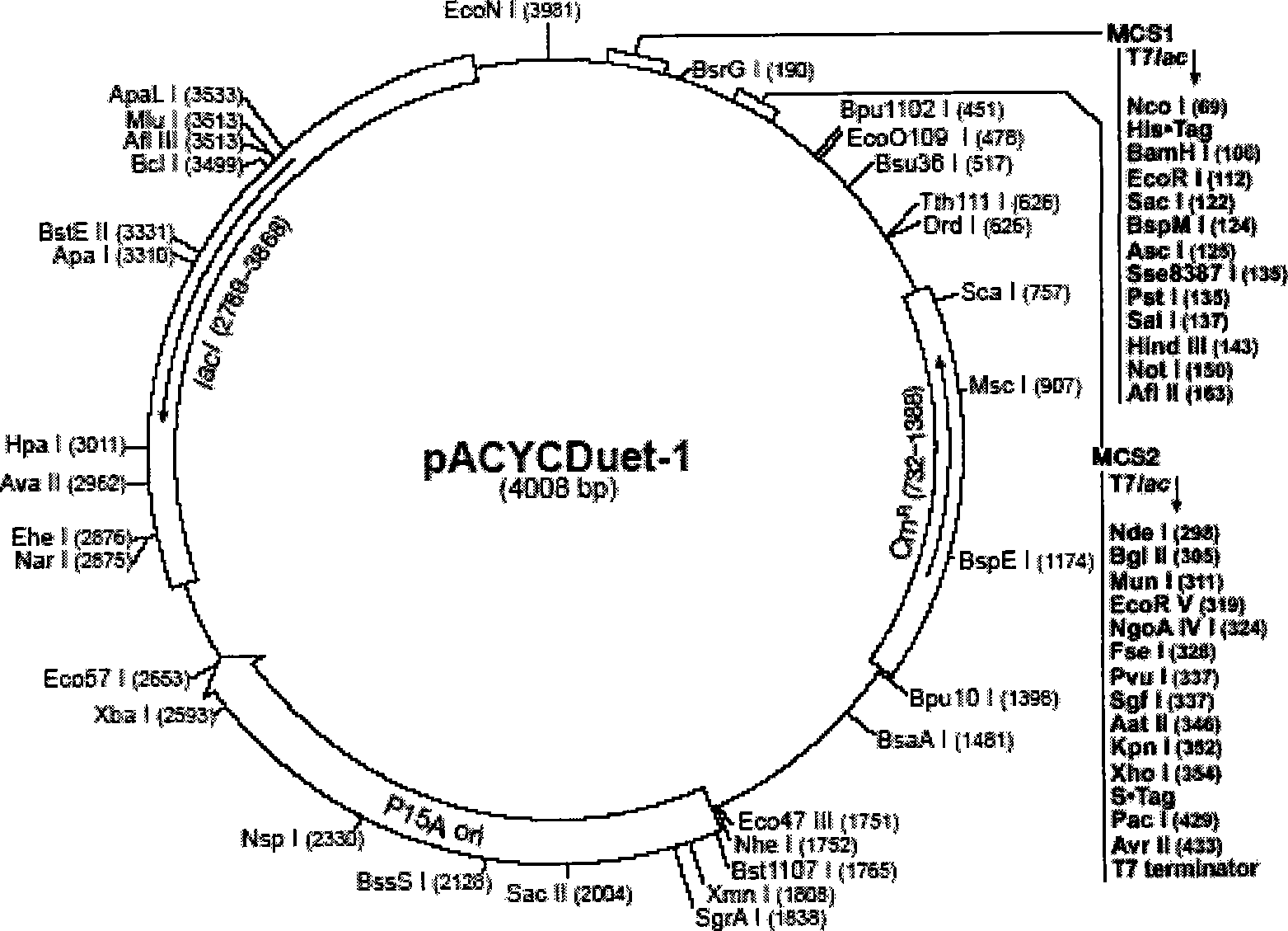 Double-plasmid expression system capable of producing virus-like particles containing large segments of RNA