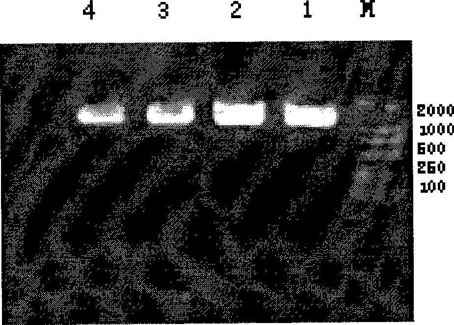 Double-plasmid expression system capable of producing virus-like particles containing large segments of RNA