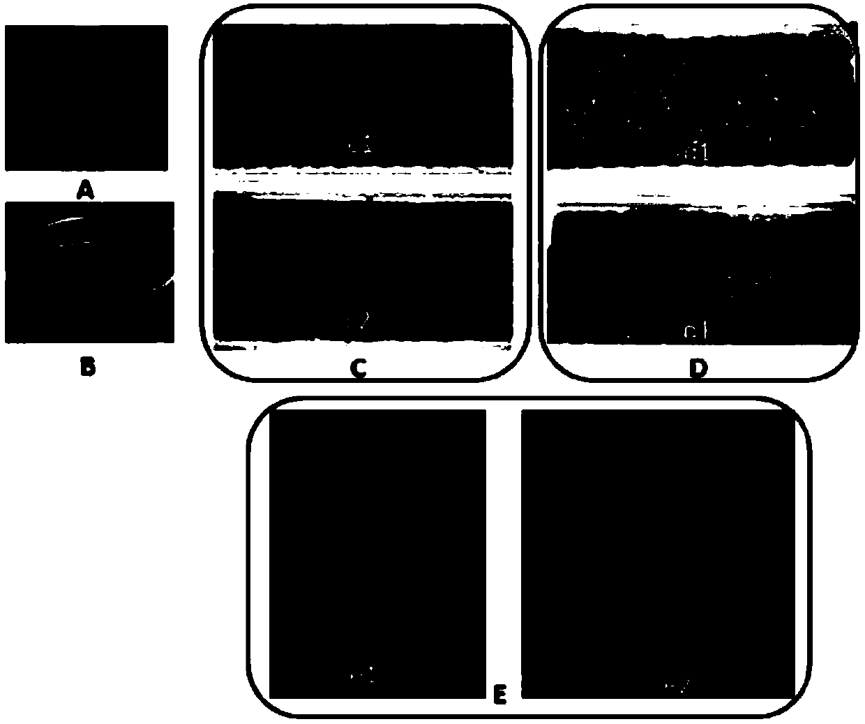 Method for direct and rapid propagation of bletilla striata by soil culture