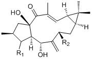 Conversion method of caperia diterpene alcohol derivatives and its use in the preparation of antitumor drugs