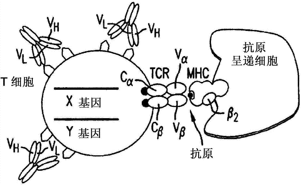 Multi-chain chimeric antigen receptor and uses thereof