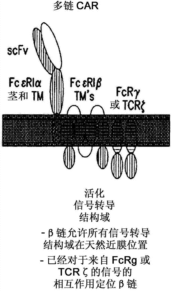 Multi-chain chimeric antigen receptor and uses thereof