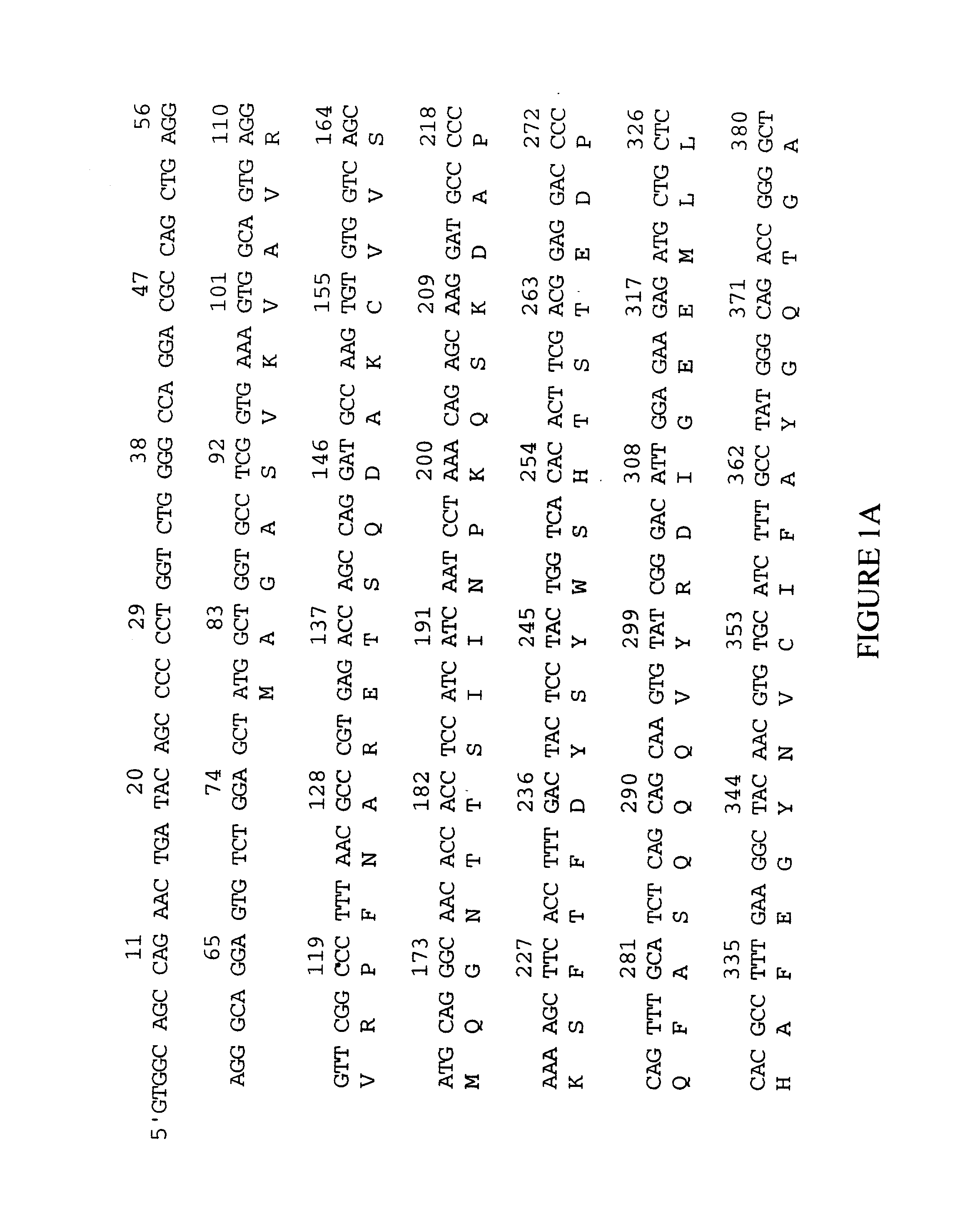 Kinesin-like motor protein