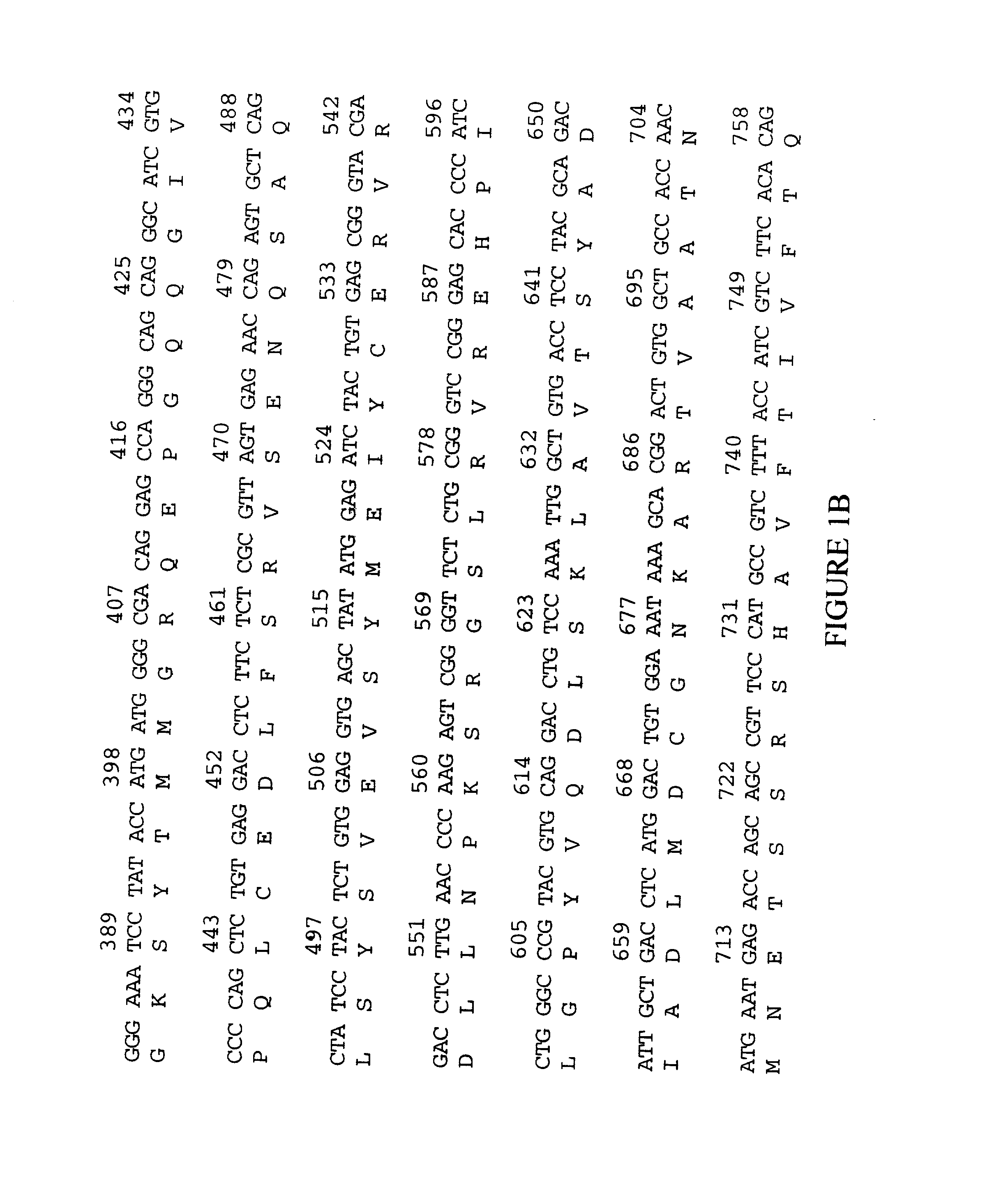 Kinesin-like motor protein