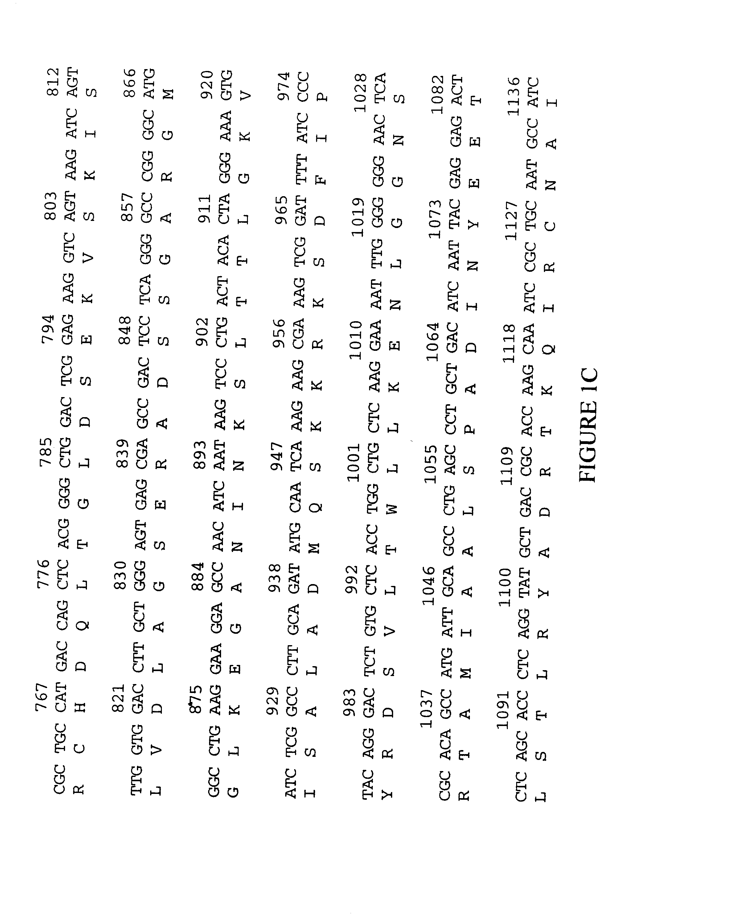 Kinesin-like motor protein