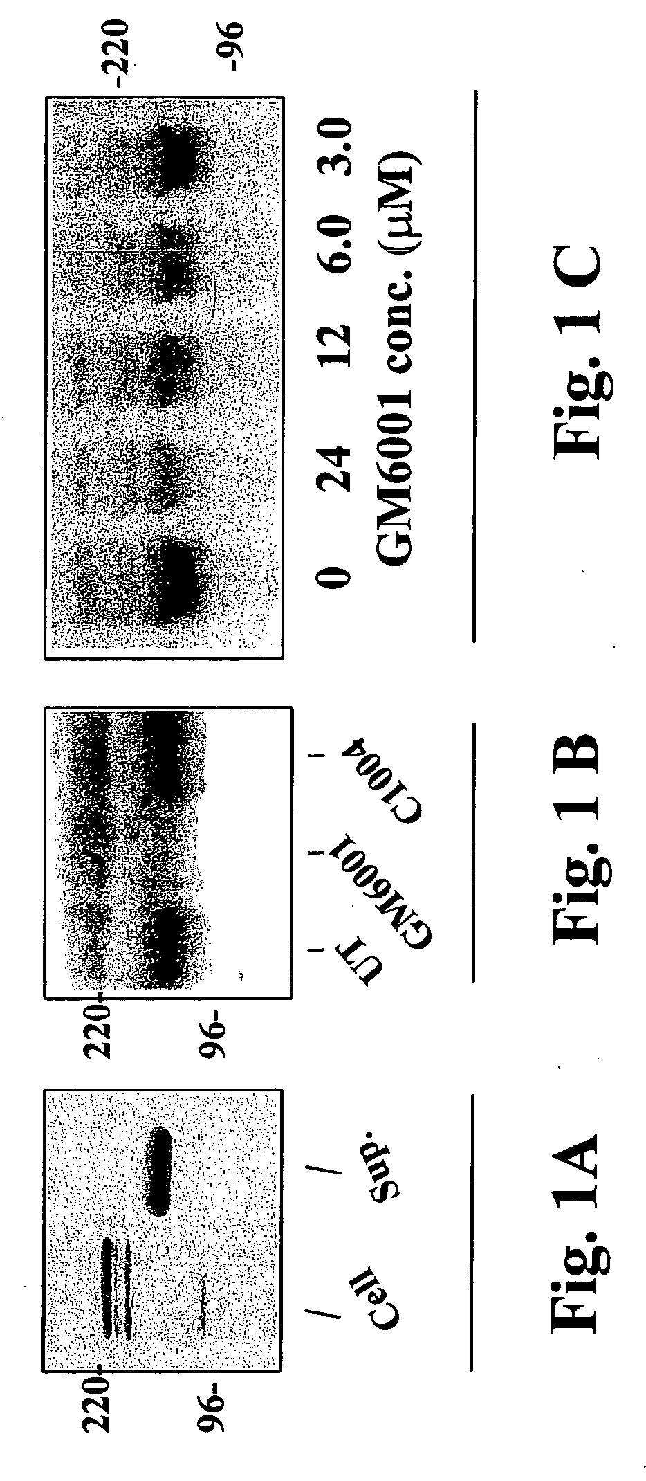 Design of novel drug screens based on the newly found role of dystroglycan proteolysis in tumor cell growth