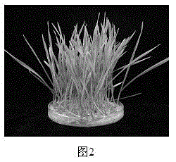 Method for achieving overall genetic transformation of wheat