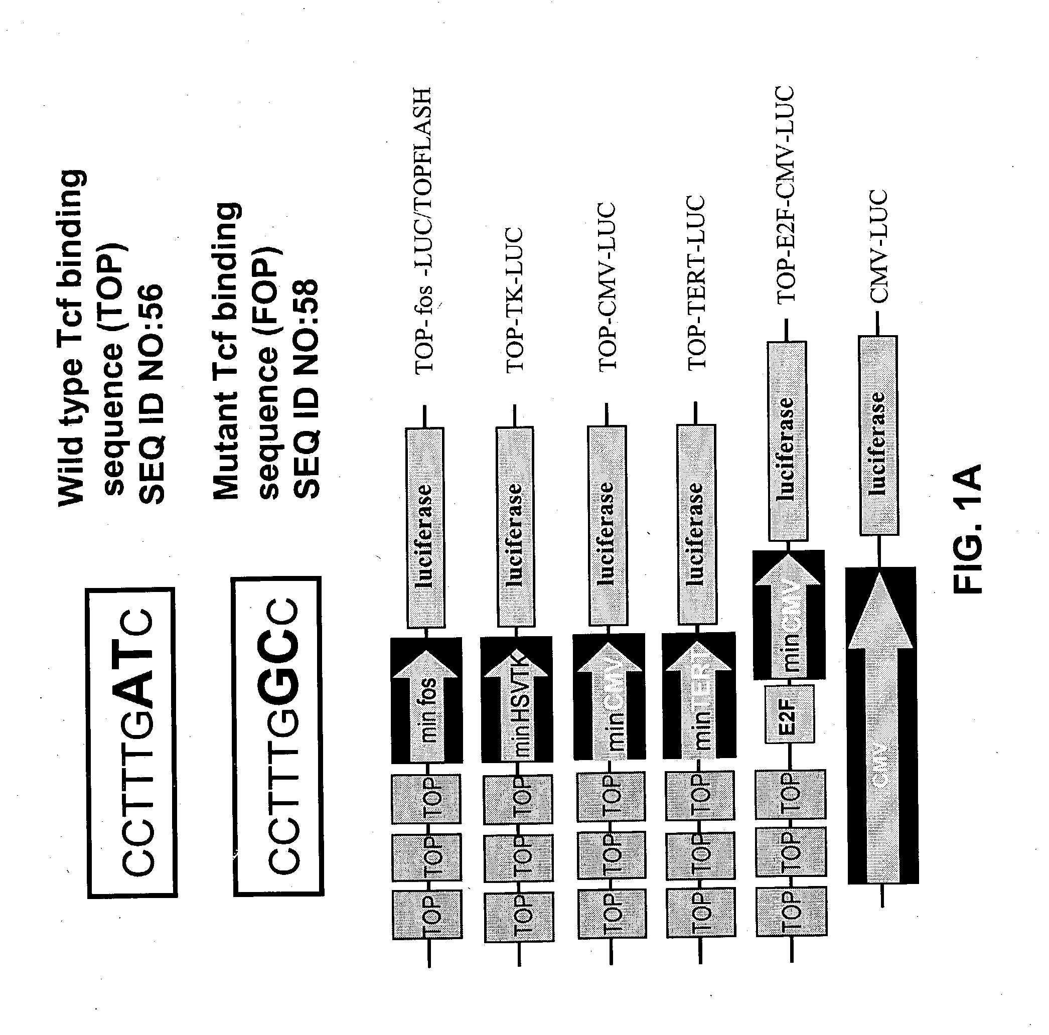 Bipartite T-cell factor (Tcf)-responsive promoter