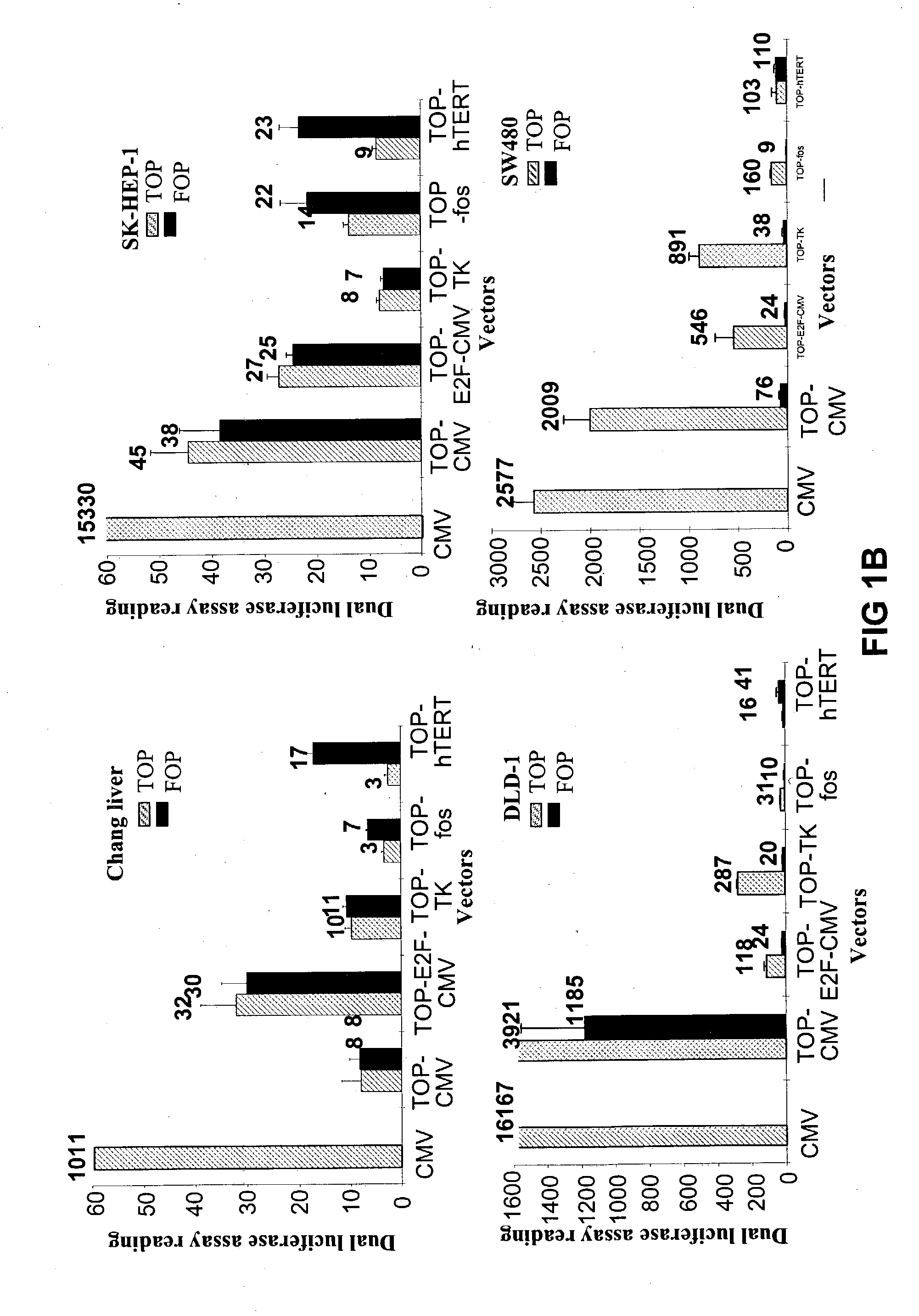 Bipartite T-cell factor (Tcf)-responsive promoter