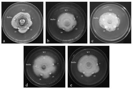 A kind of notoginseng sweet protein gene pntlp2 and its application