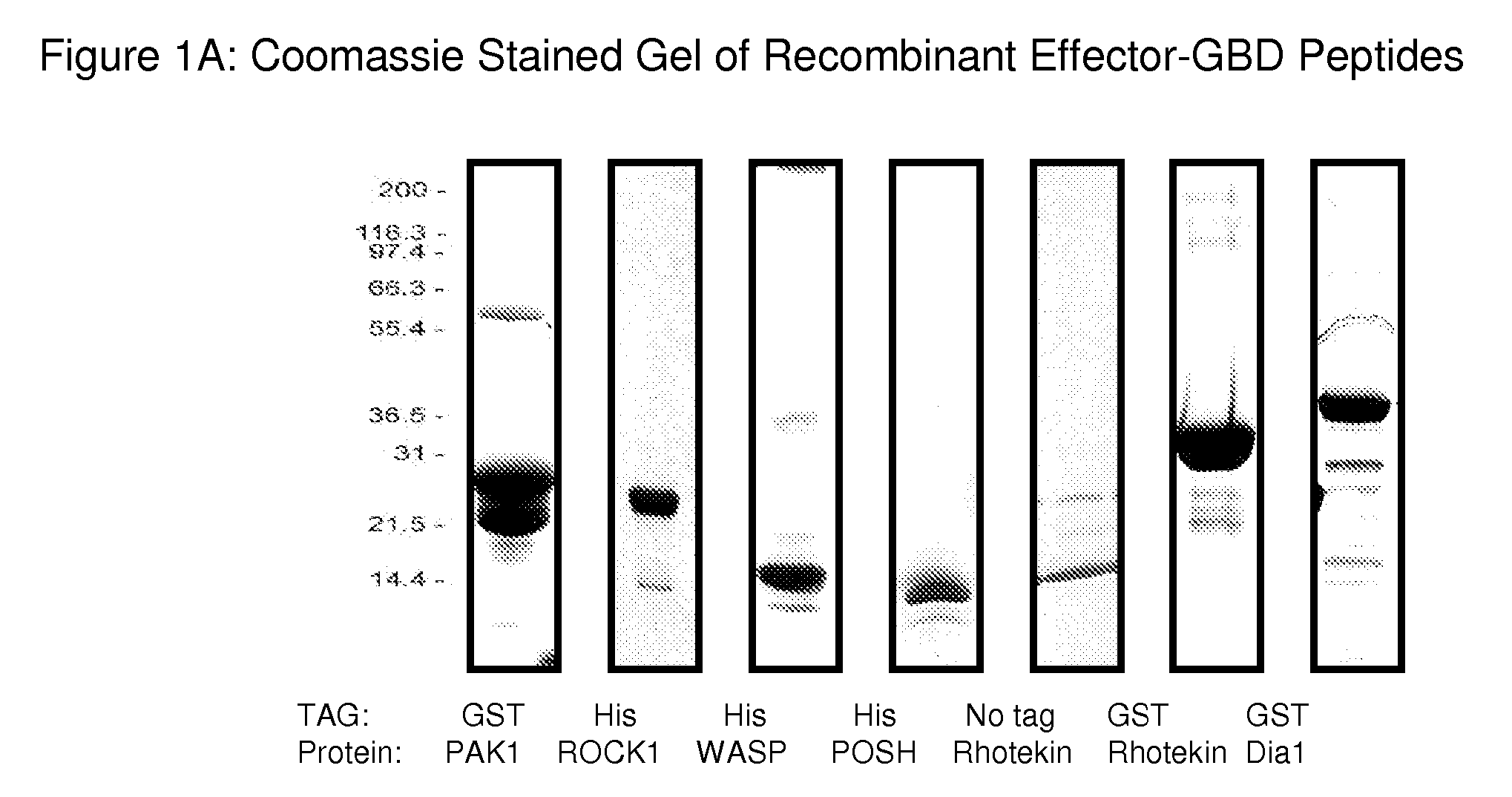 Detection of Rho proteins