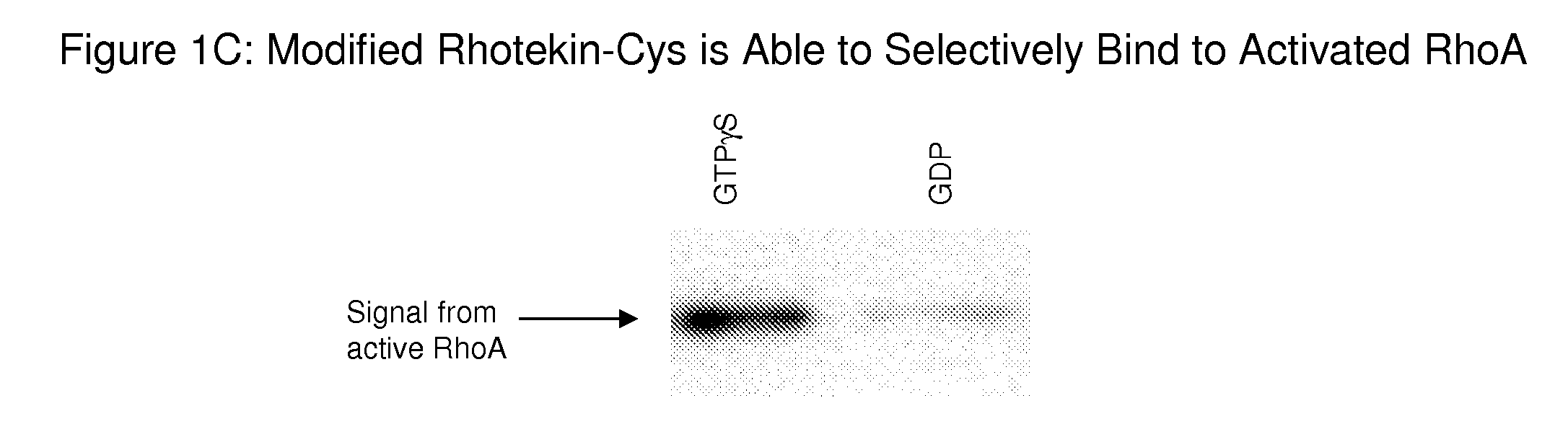 Detection of Rho proteins