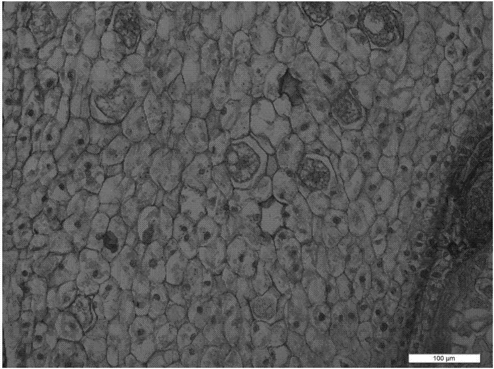 Method for observing same sample by using paraffin section and scanning electron microscope