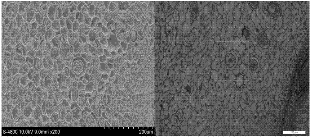 Method for observing same sample by using paraffin section and scanning electron microscope