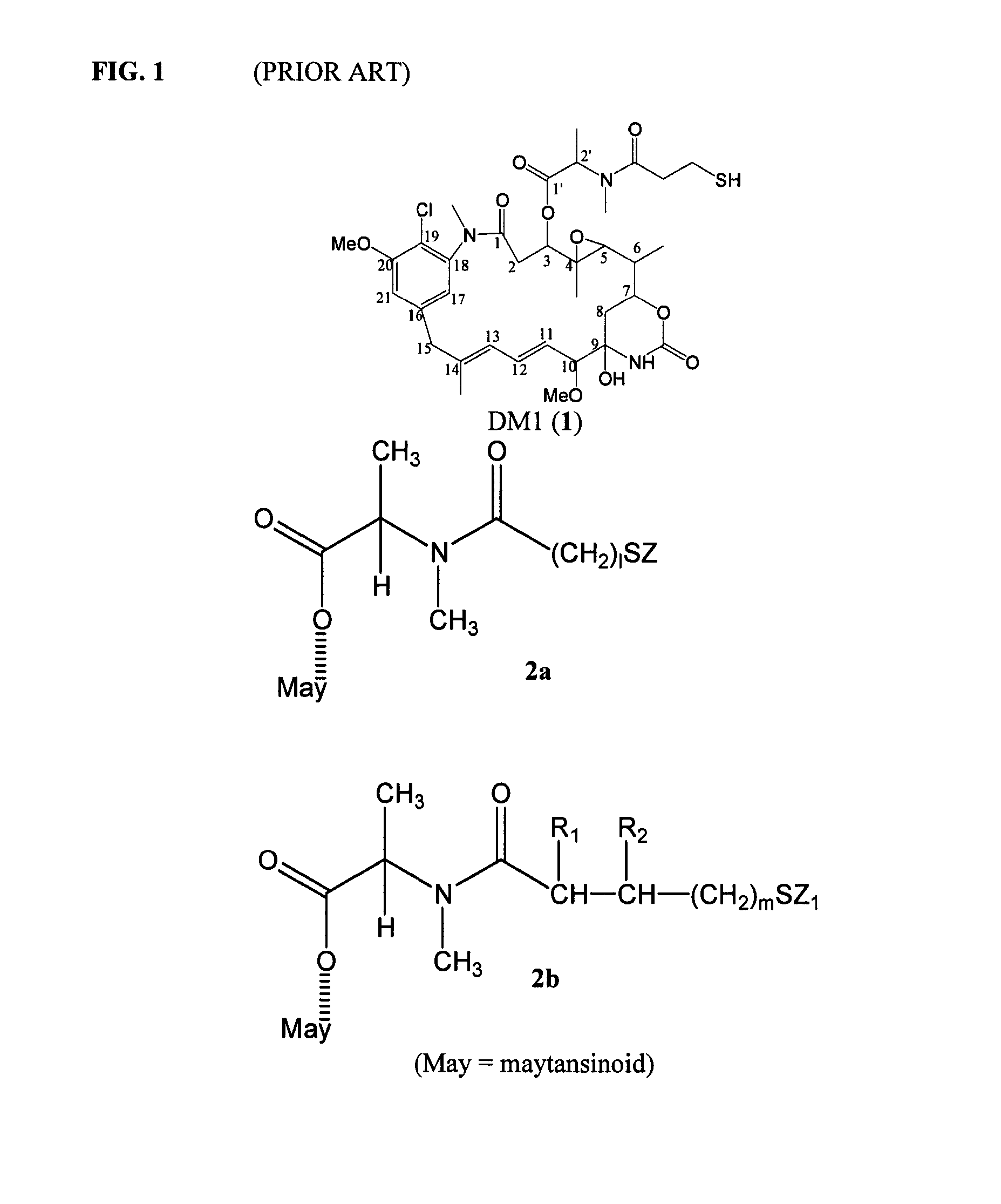 Cytotoxic agents comprising new maytansinoids