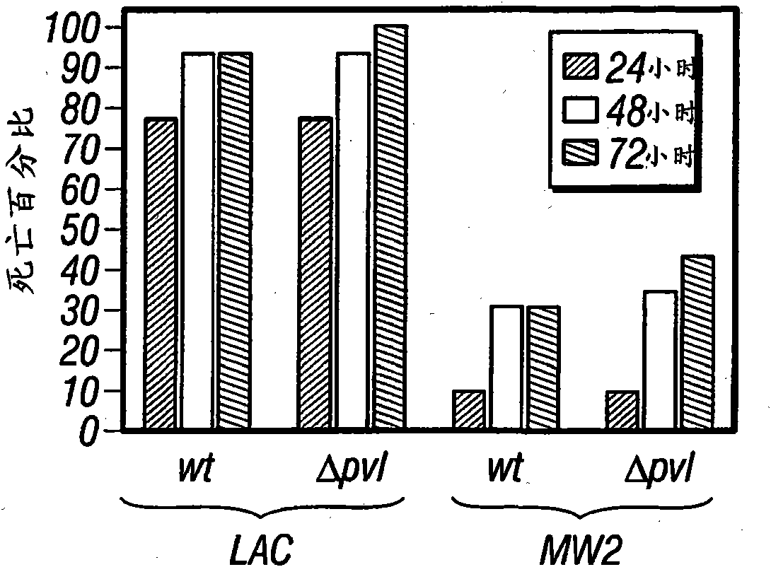 Methods and compositions related to immunizing against staphylococcal lung diseases and conditions