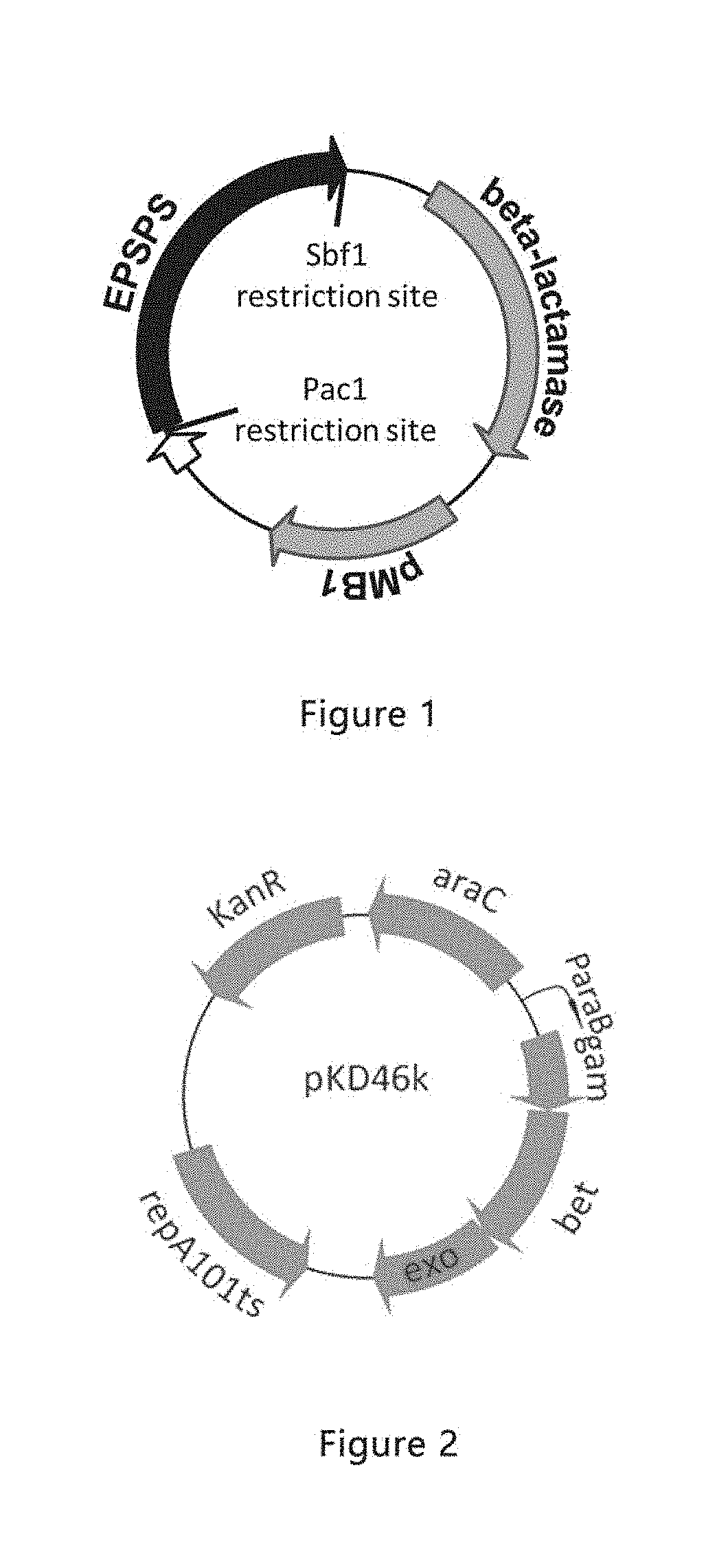 Glyphosate-resistant gene screening method, epsps mutant gene and deficient strain and use