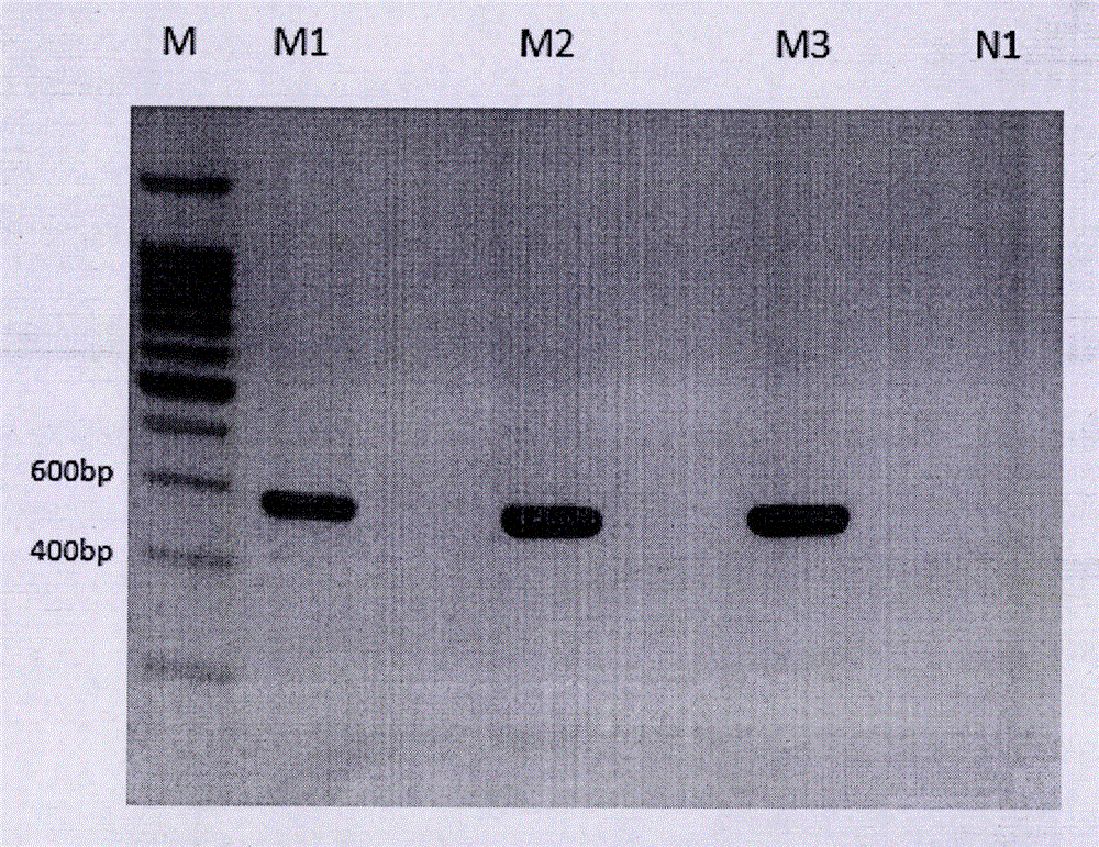 Method for rapidly identifying holothuria fuscopunctata and holothuria scabra