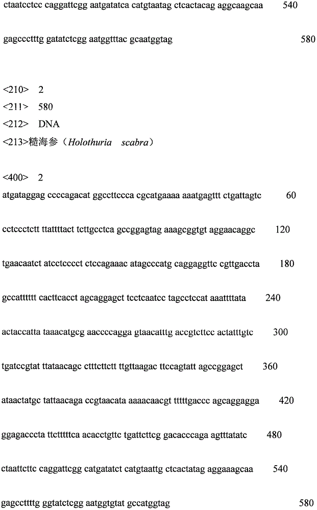 Method for rapidly identifying holothuria fuscopunctata and holothuria scabra