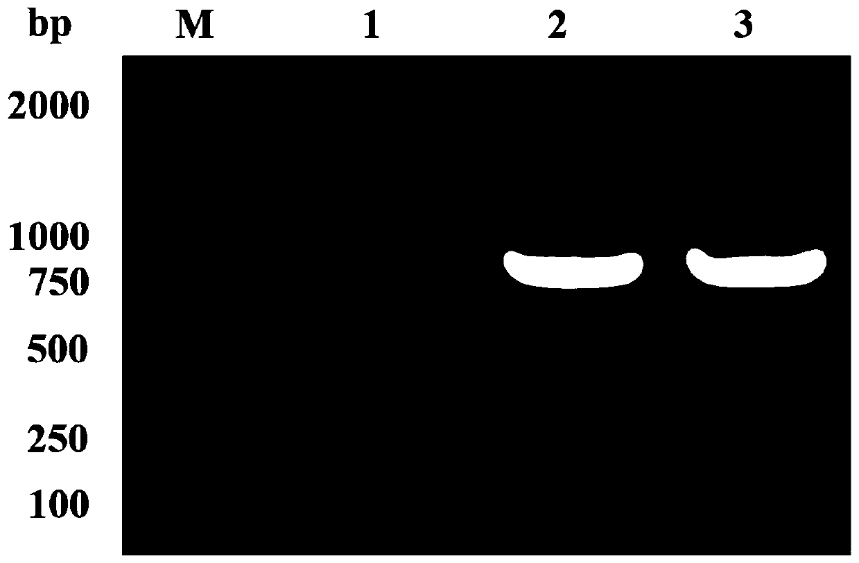 Method for detecting Haemophilus parasuis antibody and kit thereof