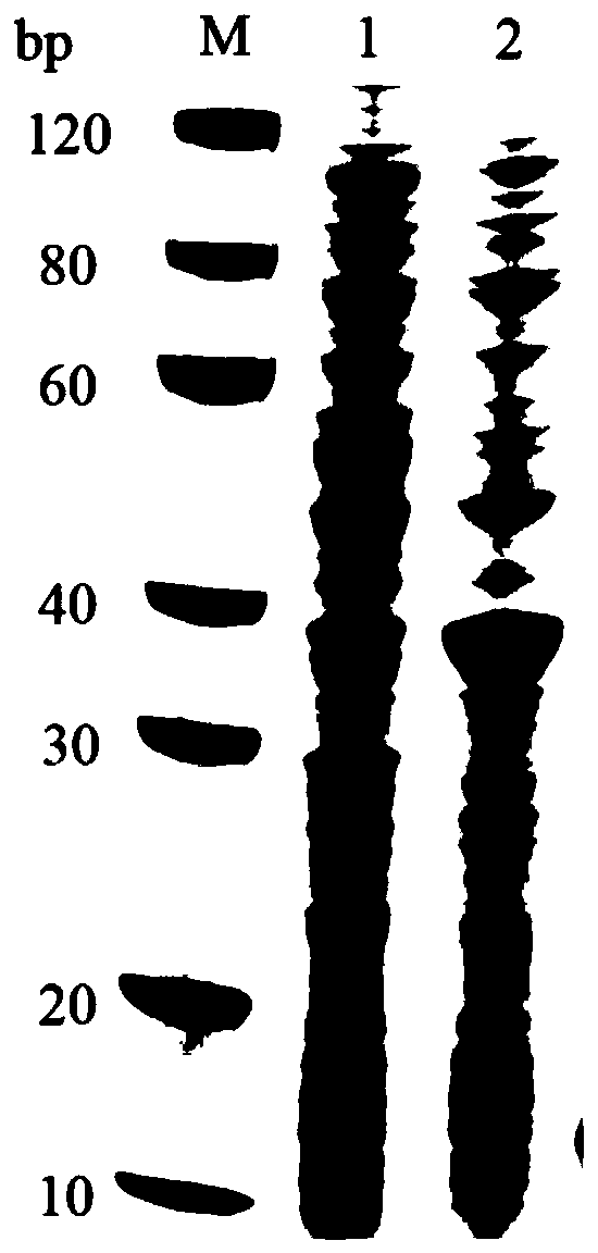 Method for detecting Haemophilus parasuis antibody and kit thereof