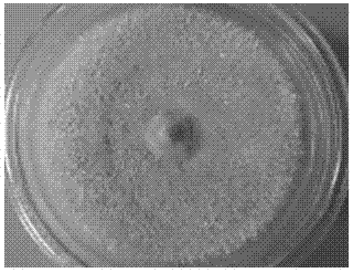 High-efficiency phosphate-solubilizing penicillium and application thereof in promoting growth of Chinese red pines