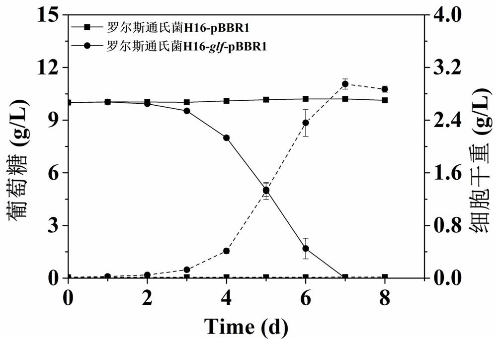 Ralstonia engineering bacteria for producing glucose and fermentation production method