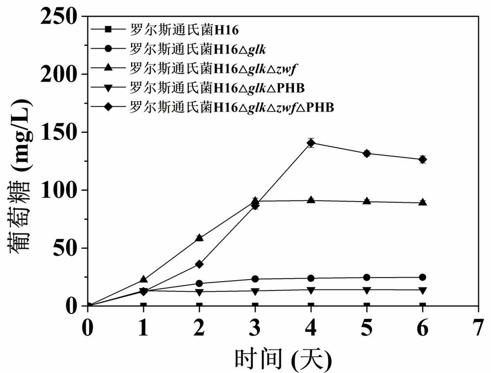 Ralstonia engineering bacteria for producing glucose and fermentation production method