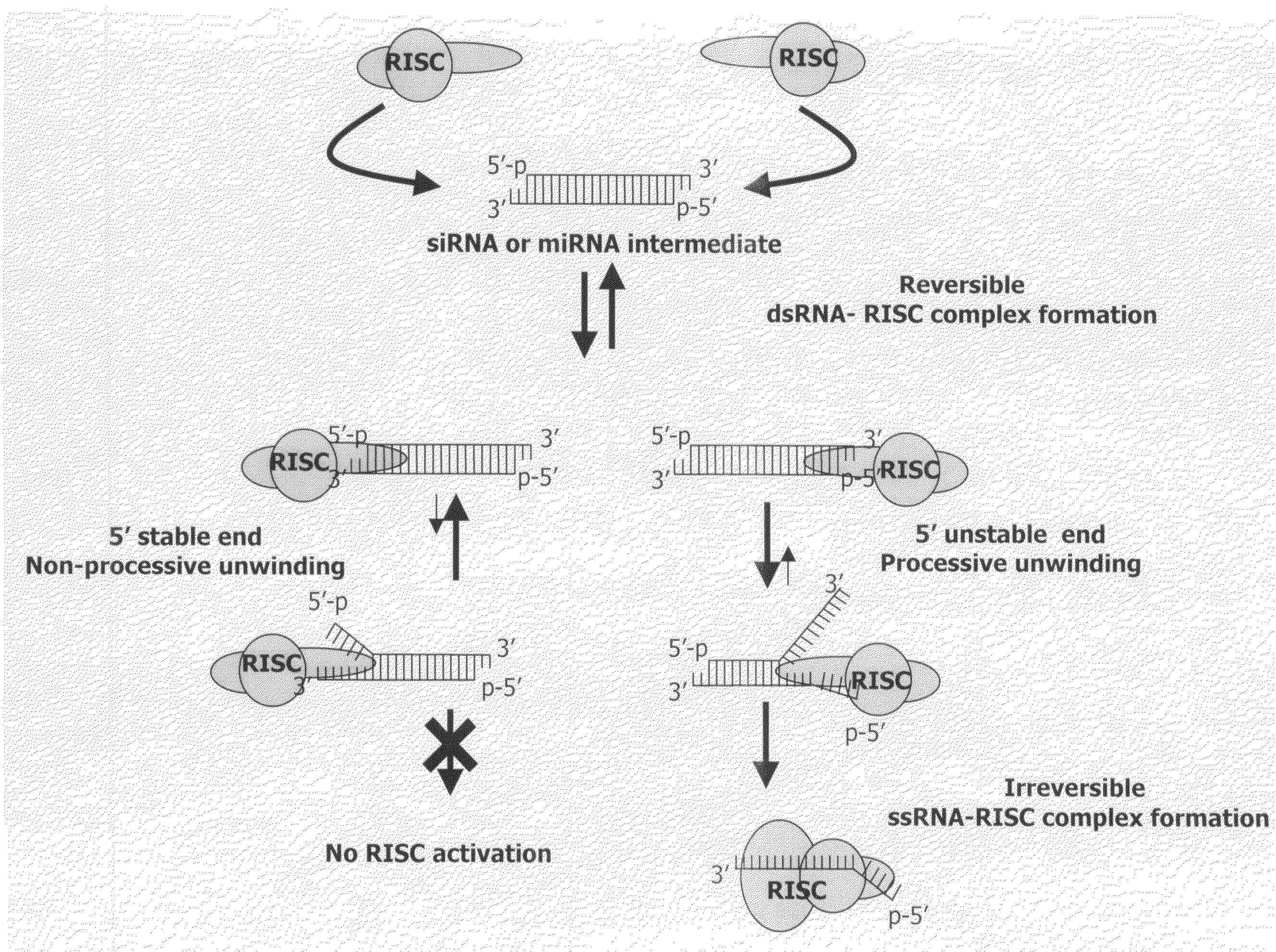 siRNA targeting forkhead box P3 (FOXP3)