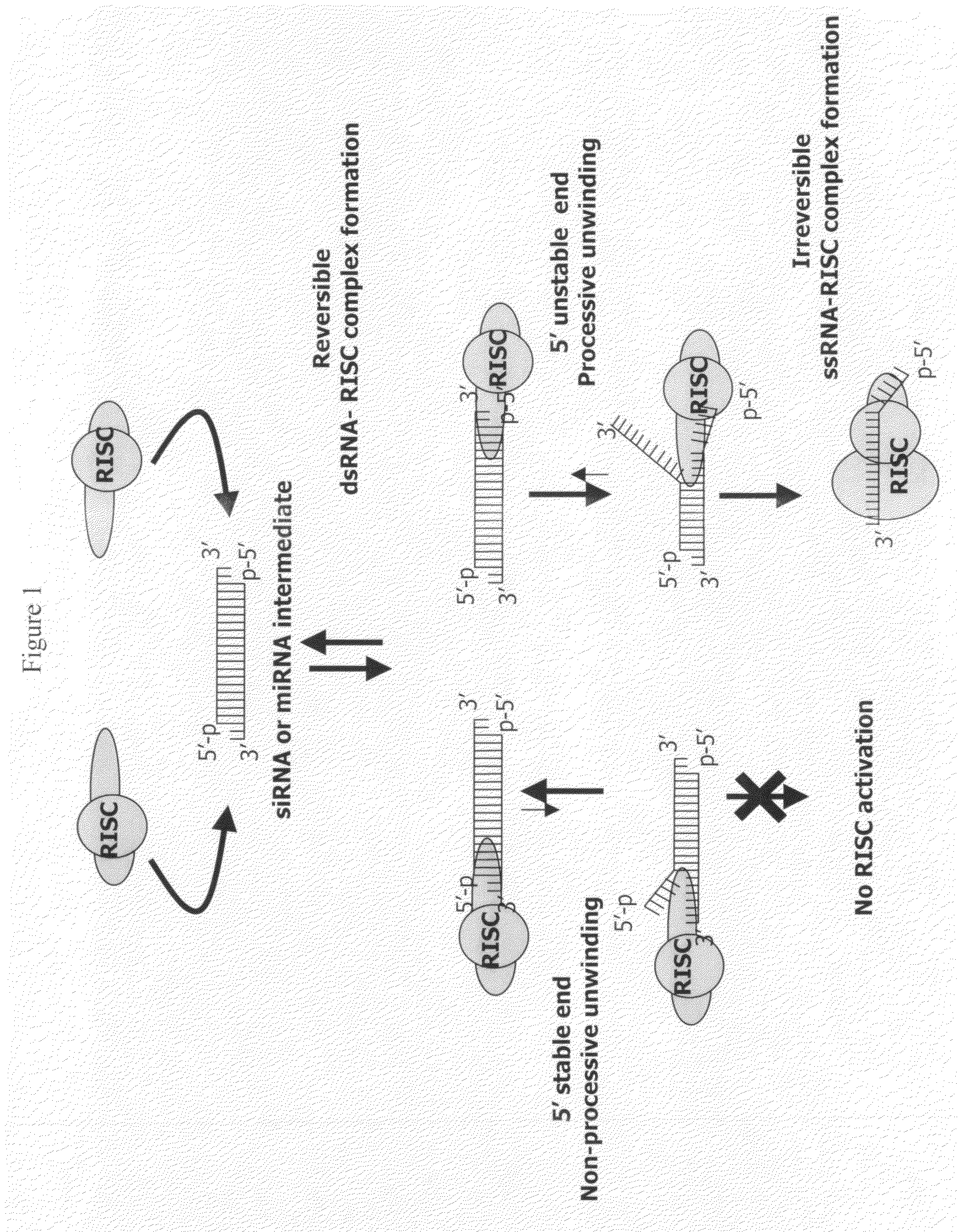 siRNA targeting forkhead box P3 (FOXP3)