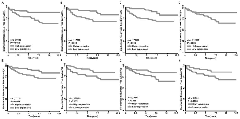 Prostatic cancer circRNA marker and application thereof