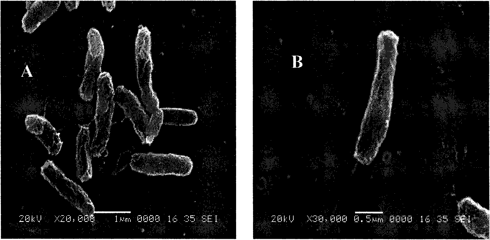 Bacterial strain for repairing chromium slag contaminated site