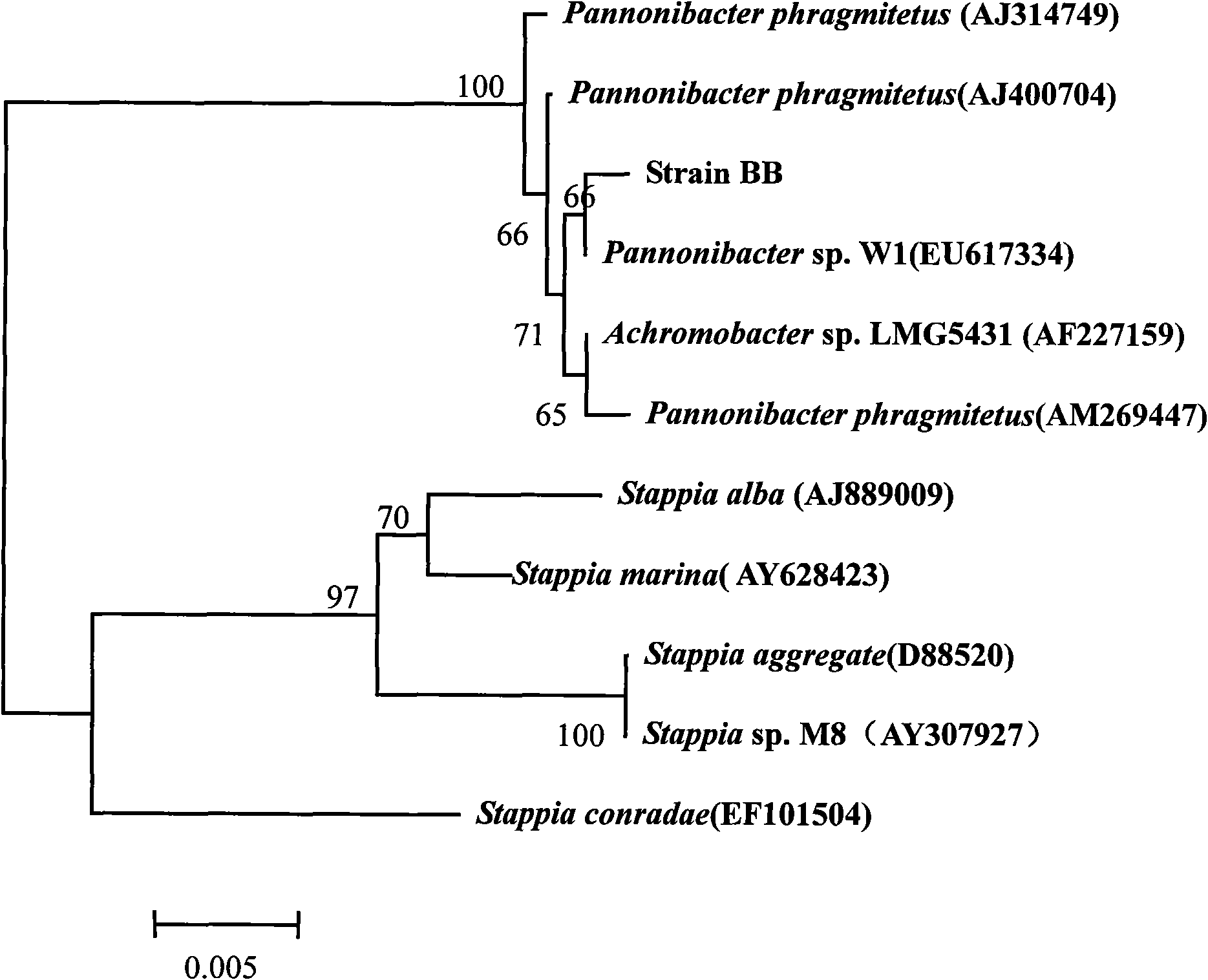 Bacterial strain for repairing chromium slag contaminated site