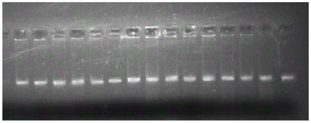 A molecular method for rapid identification of closely related species of Juniperus